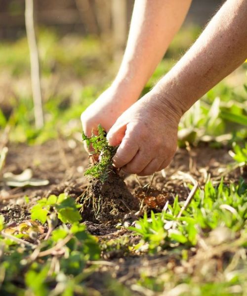 Lawn Care Roseville MI 106